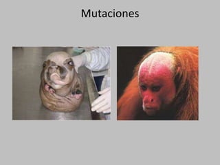 Mutaciones