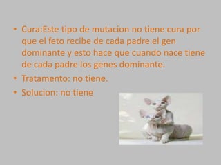 Cura:Este tipo de mutacion no tiene cura por que el feto recibe de cada padre el gen dominante y esto haceque cuando nace tiene de cada padre los genes dominante.Tratamento: no tiene.Solucion: no tiene