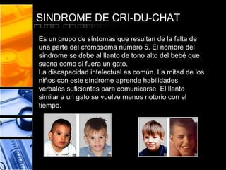 SINDROME DE CRI-DU-CHAT
Es un grupo de síntomas que resultan de la falta de
una parte del cromosoma número 5. El nombre del
síndrome se debe al llanto de tono alto del bebé que
suena como si fuera un gato.
La discapacidad intelectual es común. La mitad de los
niños con este síndrome aprende habilidades
verbales suficientes para comunicarse. El llanto
similar a un gato se vuelve menos notorio con el
tiempo.

 