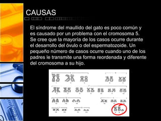 CAUSAS
El síndrome del maullido del gato es poco común y
es causado por un problema con el cromosoma 5.
Se cree que la mayoría de los casos ocurre durante
el desarrollo del óvulo o del espermatozoide. Un
pequeño número de casos ocurre cuando uno de los
padres le transmite una forma reordenada y diferente
del cromosoma a su hijo.

 