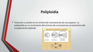 Poliploidía
• Variación o cambio en el número de cromosomas de una especie. La
poliploidía es un incremento del número de cromosomas característico del
complemento diploide
 