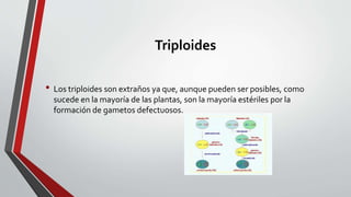 Triploides
• Los triploides son extraños ya que, aunque pueden ser posibles, como
sucede en la mayoría de las plantas, son la mayoría estériles por la
formación de gametos defectuosos.
 