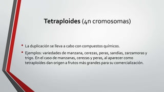 Tetraploides (4n cromosomas)
• La duplicación se lleva a cabo con compuestos químicos.
• Ejemplos: variedades de manzana, cerezas, peras, sandías, zarzamoras y
trigo. En el caso de manzanas, cerezas y peras, al aparecer como
tetraploídes dan origen a frutos más grandes para su comercialización.
 