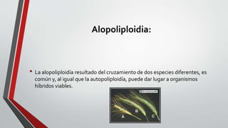 Alopoliploidia:
• La alopoliploidía resultado del cruzamiento de dos especies diferentes, es
común y, al igual que la autopoliploidía, puede dar lugar a organismos
híbridos viables.
 