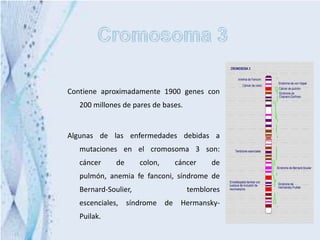 Contiene aproximadamente 1900 genes con
   200 millones de pares de bases.


Algunas de las enfermedades debidas a
   mutaciones en el cromosoma 3 son:
   cáncer     de      colon,   cáncer      de
   pulmón, anemia fe fanconi, síndrome de
   Bernard-Soulier,                  temblores
   escenciales, síndrome de Hermansky-
   Puilak.
 