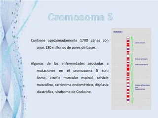 Contiene aproximadamente 1700 genes con
  unos 180 millones de pares de bases.



Algunas de las enfermedades asociadas a
  mutaciones en el cromosoma 5 son:
  Asma, atrofia muscular espinal, calvicie
  masculina, carcinoma endométrico, displasia
  diastrófica, síndrome de Cockaine.
 