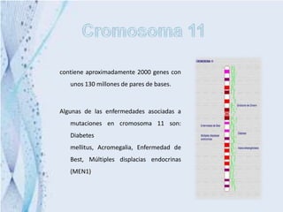 contiene aproximadamente 2000 genes con
   unos 130 millones de pares de bases.



Algunas de las enfermedades asociadas a
   mutaciones en cromosoma 11 son:
   Diabetes
   mellitus, Acromegalia, Enfermedad de
   Best, Múltiples displacias endocrinas
   (MEN1)
 