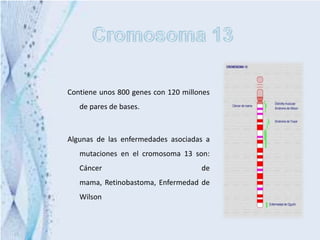 Contiene unos 800 genes con 120 millones
   de pares de bases.



Algunas de las enfermedades asociadas a
   mutaciones en el cromosoma 13 son:
   Cáncer                            de
   mama, Retinobastoma, Enfermedad de
   Wilson
 
