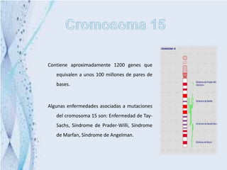 Contiene aproximadamente 1200 genes que
   equivalen a unos 100 millones de pares de
   bases.



Algunas enfermedades asociadas a mutaciones
   del cromosoma 15 son: Enfermedad de Tay-
   Sachs, Síndrome de Prader-Willi, Síndrome
   de Marfan, Síndrome de Angelman.
 