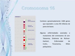 Contiene aproximadamente 1300 genes
   que equivalen a unos 90 millones de
   pares de bases.


Algunas     enfermedades     asociadas    a
   mutaciones del cromosoma 16 son:
   Talasemia, Síndrome de Richner-
   Hanhart,          Enfermedad          de
   Crohn,          Tirosinemia,     Riñón
   poliquístico.
 