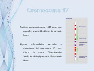 Contiene aproximadamente 1600 genes que
   equivalen a unos 80 millones de pares de
   bases.



Algunas     enfermedades     asociadas     a
   mutaciones del cromosoma 17, son:
   Cáncer    de    mama,     Charcot-Marie-
   Tooth, Retinistis pigmentaria, Síndrome de
   Usher.
 