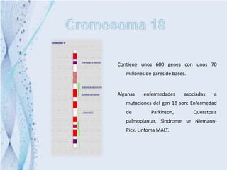 Contiene unos 600 genes con unos 70
   millones de pares de bases.


Algunas   enfermedades       asociadas   a
   mutaciones del gen 18 son: Enfermedad
   de         Parkinson,         Queratosis
   palmoplantar, Sìndrome se Niemann-
   Pick, Linfoma MALT.
 