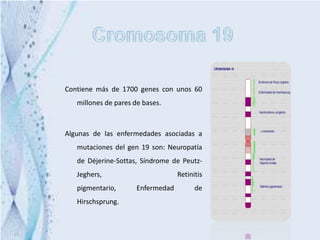 Contiene más de 1700 genes con unos 60
   millones de pares de bases.



Algunas de las enfermedades asociadas a
   mutaciones del gen 19 son: Neuropatía
   de Déjerine-Sottas, Síndrome de Peutz-
   Jeghers,                        Retinitis
   pigmentario,       Enfermedad         de
   Hirschsprung.
 