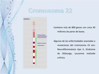 Contiene más de 800 genes con unos 40
   millones de pares de bases.


Algunas de las enfermedades asociadas a
   mutaciones del cromosoma 22 son:
   Neurofibromatosis tipo II, Síndrome
   de DiGeorge, Leucemia mieloide
   crónica.
 