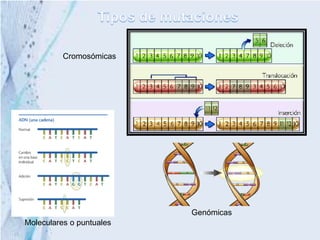 Cromosómicas




                          Genómicas
Moleculares o puntuales
 