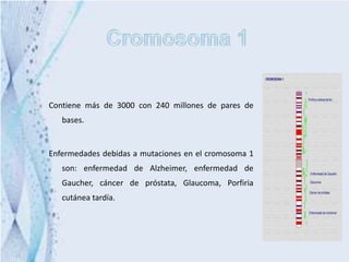 Contiene más de 3000 con 240 millones de pares de
   bases.


Enfermedades debidas a mutaciones en el cromosoma 1
   son: enfermedad de Alzheimer, enfermedad de
   Gaucher, cáncer de próstata, Glaucoma, Porfiria
   cutánea tardía.
 
