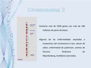 Contiene más de 2500 genes con más de 240
   millones de pares de bases.



Algunas de las enfermedades asociadas a
   mutaciones del cromosoma 2 son: cáncer de
   colon, enfermedad de parkinson, anemia de
   Fanconi,            Síndrome          de
   Waardenberg, temblores esenciales.
 