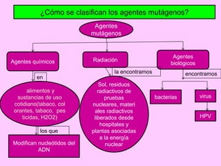 ¿Cómo se clasifican los agentes mutágenos?
Agentes
mutágenos

Agentes químicos

Radiación

Agentes
biológicos

la encontramos

encontramos

en
alimentos y
sustancias de uso
cotidiano(tabaco, col
orantes, tabaco, pes
ticidas, H2O2)
los que

Modifican nucleótidos del
ADN

Sol, residuos
radiactivos de
pruebas
nucleares, materi
ales radiactivos
liberados desde
hospitales y
plantas asociadas
a la energía
nuclear

bacterias

virus

HPV

 