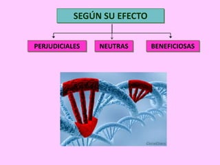 SEGÚN SU EFECTO
PERJUDICIALES

NEUTRAS

BENEFICIOSAS

 