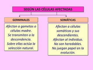 SEGÚN LAS CÉLULAS AFECTADAS
GERMINALES

SOMÁTICAS

Afectan a gametos o
células madre.
Se transmiten a la
descendencia.
Sobre ellas actúa la
selección natural.

Afectan a células
somáticas y sus
descendientes.
Afectan al individuo.
No son heredables.
No juegan papel en la
evolución.

 