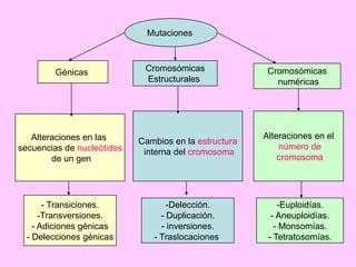 Mutaciones

Génicas

Cromosómicas
Estructurales

Cromosómicas
numéricas

Alteraciones en las
secuencias de nucleótidos
de un gen

Cambios en la estructura
interna del cromosoma

Alteraciones en el
número de
cromosoma

- Transiciones.
-Transversiones.
- Adiciones génicas
- Delecciones génicas

-Delección.
- Duplicación.
- inversiones.
- Traslocaciones

-Euploidías.
- Aneuploidías.
- Monsomías.
- Tetratosomías.

 