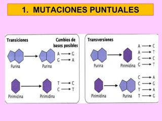 1. MUTACIONES PUNTUALES

 