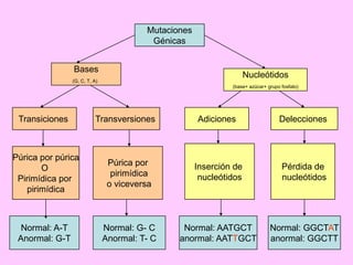 Mutaciones
Génicas
Bases

Nucleótidos
Nucleótidos

(G, C, T, A)

(base+ azúcar+ grupo fosfato)

Transiciones

Transversiones

Adicciones
Adiciones

Delecciones

Púrica por púrica
O
Pirimídica por
pirimídica

Púrica por
pirimídica
o viceversa

Inserción de
nucleótidos

Pérdida de
nucleótidos

Normal: A-T
Anormal: G-T

Normal: G- C
Anormal: T- C

Normal: AATGCT
anormal: AATTGCT

Normal: GGCTAT
anormal: GGCTT

 
