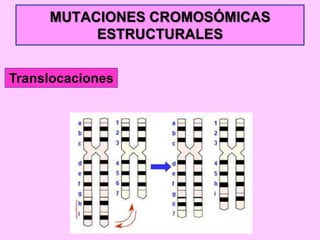 MUTACIONES CROMOSÓMICAS
ESTRUCTURALES
Translocaciones

 
