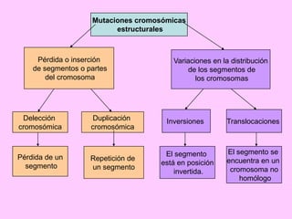 Mutaciones cromosómicas
estructurales

Pérdida o inserción
de segmentos o partes
del cromosoma

Delección
cromosómica

Pérdida de un
segmento

Variaciones en la distribución
de los segmentos de
los cromosomas

Duplicación
cromosómica

Inversiones

Translocaciones

Repetición de
un segmento

El segmento
está en posición
invertida.

El segmento se
encuentra en un
cromosoma no
homólogo

 