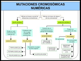 MUTACIONES CROMOSÓMICAS
NUMÉRICAS

 