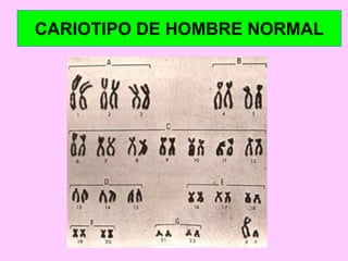 CARIOTIPO DE HOMBRE NORMAL

 