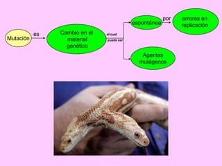 espontánea
Mutación

es

Cambio en el
material
genético

por

el cual
puede ser

Agentes
mutágenos

errores en
replicación

 