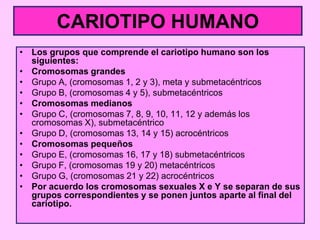 CARIOTIPO HUMANO
• Los grupos que comprende el cariotipo humano son los
siguientes:
• Cromosomas grandes
• Grupo A, (cromo...