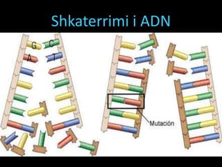 Shkaterrimi i ADN
 
