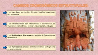 - Las Inversiones son cambios del orden lineal de los genes en
un cromosoma.
- Las translocaciones son intercambios o transferencias de
fragmentos cromosómicos entre cromosomas no homólogos.
- Las deficiencias o deleciones son pérdidas de fragmentos de
cromosomas.
- Las duplicaciones consisten en la repetición de un fragmento
en un cromosoma.
 