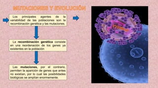 Los principales agentes de la
variabilidad de las poblaciones son la
recombinación genética y las mutaciones.
La recombinación genética consiste
en una reordenación de los genes ya
existentes en la población
Las mutaciones, por el contrario,
permiten la aparición de genes que antes
no existían, por lo cual las posibilidades
biológicas se amplían enormemente.
 