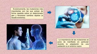 Evolutivamente, las mutaciones más
importantes son las que actúan de
forma repetida sobre un determinado
gen y favorecen cambios rápidos (a
escala evolutiva).
La importancia de las mutaciones se
pone de manifiesto en particular
durante la adaptación de una
población a un entorno nuevo
 