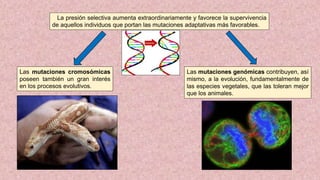 La presión selectiva aumenta extraordinariamente y favorece la supervivencia
de aquellos individuos que portan las mutaciones adaptativas más favorables.
Las mutaciones cromosómicas
poseen también un gran interés
en los procesos evolutivos.
Las mutaciones genómicas contribuyen, así
mismo, a la evolución, fundamentalmente de
las especies vegetales, que las toleran mejor
que los animales.
 
