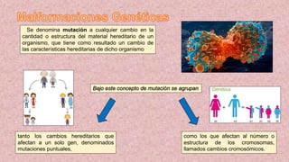 Se denomina mutación a cualquier cambio en la
cantidad o estructura del material hereditario de un
organismo, que tiene como resultado un cambio de
las características hereditarias de dicho organismo
Bajo este concepto de mutación se agrupan
tanto los cambios hereditarios que
afectan a un solo gen, denominados
mutaciones puntuales,
como los que afectan al número o
estructura de los cromosomas,
llamados cambios cromosómicos.
 