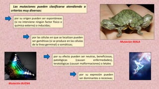 Las mutaciones pueden clasificarse atendiendo a
criterios muy diversos:
por su origen pueden ser espontáneas
(si no interviene ningún factor físico o
químico externo) o inducidas;
por las células en que se localizan pueden
ser gaméticas (si se produce en las células
de la línea germinal) o somáticas;
por su expresión pueden
ser dominantes o recesivas;
por su efecto pueden ser neutras, beneficiosas,
patológicas (causan enfermedades),
teratológicas (causan malformaciones) o letales
Mutación MALA
Mutación BUENA
 