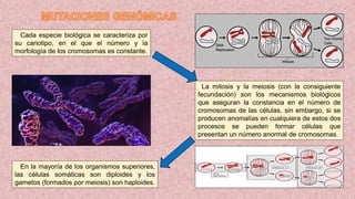 Cada especie biológica se caracteriza por
su cariotipo, en el que el número y la
morfología de los cromosomas es constante.
En la mayoría de los organismos superiores,
las células somáticas son diploides y los
gametos (formados por meiosis) son haploides.
La mitosis y la meiosis (con la consiguiente
fecundación) son los mecanismos biológicos
que aseguran la constancia en el número de
cromosomas de las células, sin embargo, si se
producen anomalías en cualquiera de estos dos
procesos se pueden formar células que
presentan un número anormal de cromosomas.
 