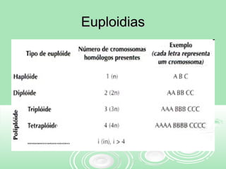 EuploidiasEuploidias
 