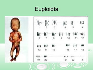 EuploidíaEuploidía
 