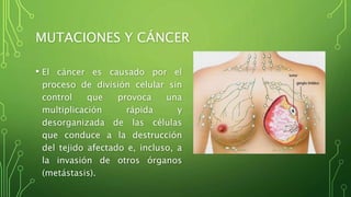 MUTACIONES Y CÁNCER
• El cáncer es causado por el
proceso de división celular sin
control que provoca una
multiplicación rápida y
desorganizada de las células
que conduce a la destrucción
del tejido afectado e, incluso, a
la invasión de otros órganos
(metástasis).
 