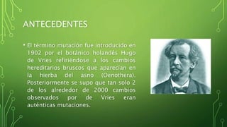 ANTECEDENTES
• El término mutación fue introducido en
1902 por el botánico holandés Hugo
de Vries refiriéndose a los cambios
hereditarios bruscos que aparecían en
la hierba del asno (Oenothera).
Posteriormente se supo que tan solo 2
de los alrededor de 2000 cambios
observados por de Vries eran
auténticas mutaciones.
 