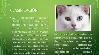 CLASIFICACIÓN
• Las mutaciones pueden
clasificarse atendiendo a
criterios muy diversos: por su
origen pueden ser
espontáneas (si no interviene
ningún factor físico o químico
externo) o inducidas; por las
células en que se localizan
pueden ser gaméticas (si se
produce en las células de la
línea germinal) o somáticas.
• Por su expresión pueden ser
dominantes o recesivas; por su
efecto pueden ser neutras,
beneficiosas, patológicas
(causan enfermedades),
teratológicas (causan
 