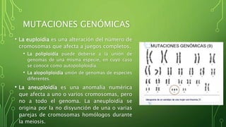 MUTACIONES GENÓMICAS
• La euploidia es una alteración del número de
cromosomas que afecta a juegos completos.
• La poliploidía puede deberse a la unión de
genomas de una misma especie, en cuyo caso
se conoce como autopoliploidía.
• La alopoliploidía unión de genomas de especies
diferentes.
• La aneuploidía es una anomalía numérica
que afecta a uno o varios cromosomas, pero
no a todo el genoma. La aneuploidía se
origina por la no disyunción de una o varias
parejas de cromosomas homólogos durante
la meiosis.
 