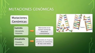 MUTACIONES GENÓMICAS
Mutaciones
Genómicas
Euploidia
•Monoploidia
•Poliploidia
Aneuploidía
•Trisomías
•Monosomías
Alteraciones en el
número normal de
dotaciones
cromosómicas
Alteraciones en el que se
presenta un cromosoma
de mas o de menos
 