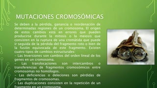 MUTACIONES CROMOSÓMICAS
Se deben a la pérdida, ganancia o reordenación de
determinadas regiones de un cromosoma. El origen
de estos cambios está en errores que pueden
producirse durante la mitosis o la meiosis que
consisten en la ruptura de una cromátida que puede
ir seguida de la pérdida del fragmento roto o bien de
la fusión equivocada de este fragmento. Existen
cuatro tipos de cambios estructurales:
- Las Inversiones son cambios del orden lineal de los
genes en un cromosoma.
- Las translocaciones son intercambios o
transferencias de fragmentos cromosómicos entre
cromosomas no homólogos.
- Las deficiencias o deleciones son pérdidas de
fragmentos de cromosomas.
- Las duplicaciones consisten en la repetición de un
 