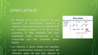 GENES LETALES
• Se designa como valor biológico de una
mutación al incremento, positivo o
negativo, que experimenta la viabilidad de
los mutantes respecto a la de la raza
originaria. El valor biológico más bajo
(viabilidad nula) corresponde a las
mutaciones que han originado genes
letales.
• Los factores o genes letales son aquellos
cuya manifestación provoca la muerte del
individuo antes de que éste alcance la
 